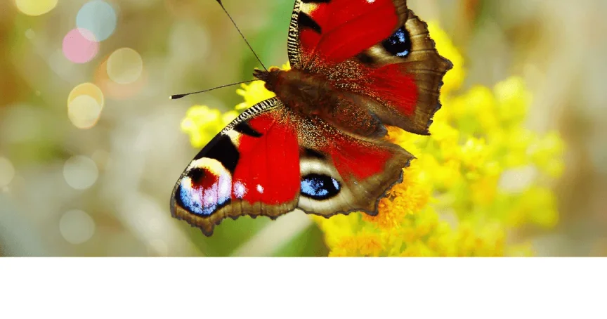 What Every Hero {Trauma Survivor} Needs to Fight Pornography - Ever Accountable