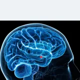 The Truths and Myths of Pornography Brain Research