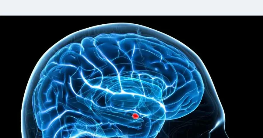 The Truths and Myths of Pornography Brain Research